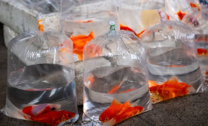 Jangka Waktu Pembenihan Ikan Mas yang Tepat! – ALAMCITY